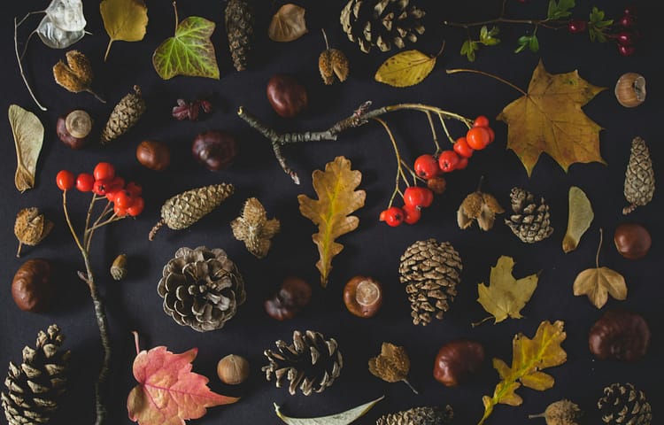 A small collection of beautiful autumnal gems I picked on my walk one day in Dublin.
